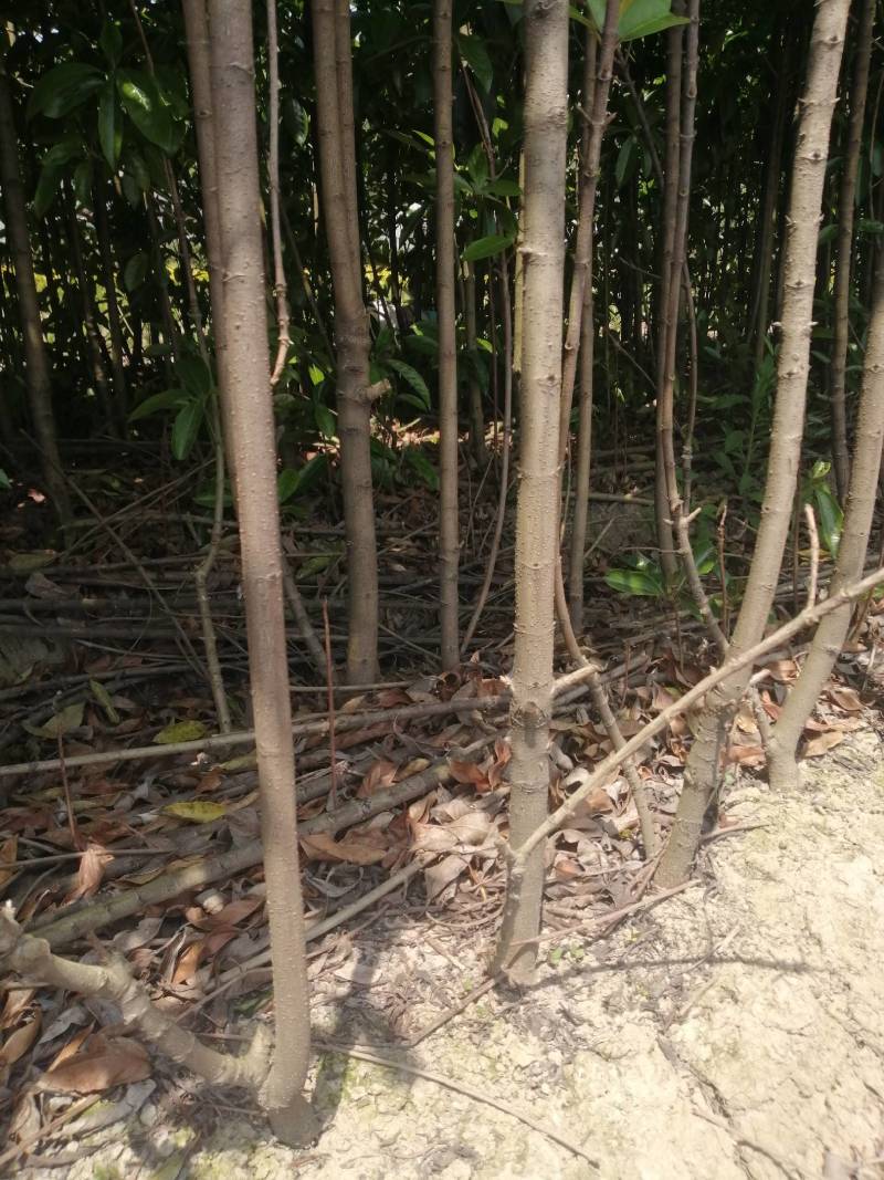 法国冬青珊瑚树，一手货源，产地直发，各种规格
