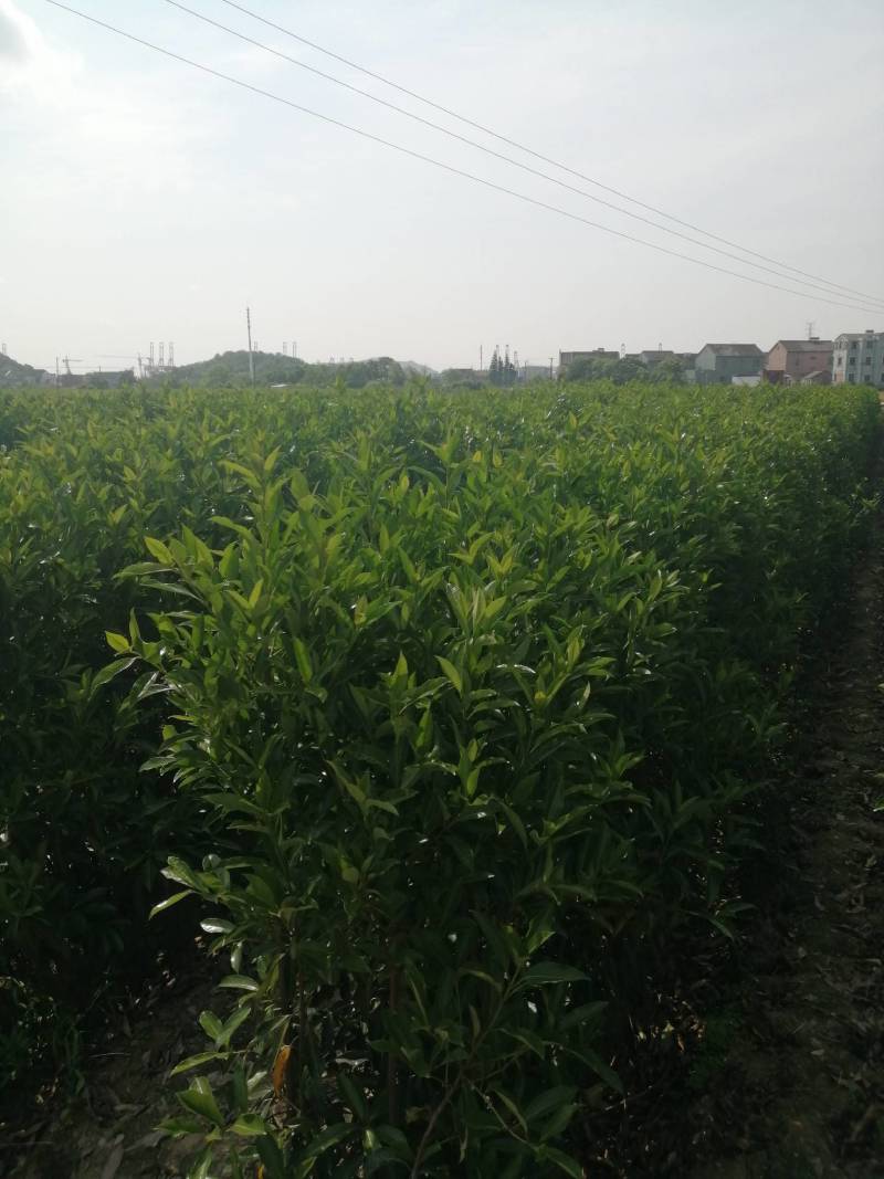 法国冬青珊瑚树，一手货源，产地直发，各种规格