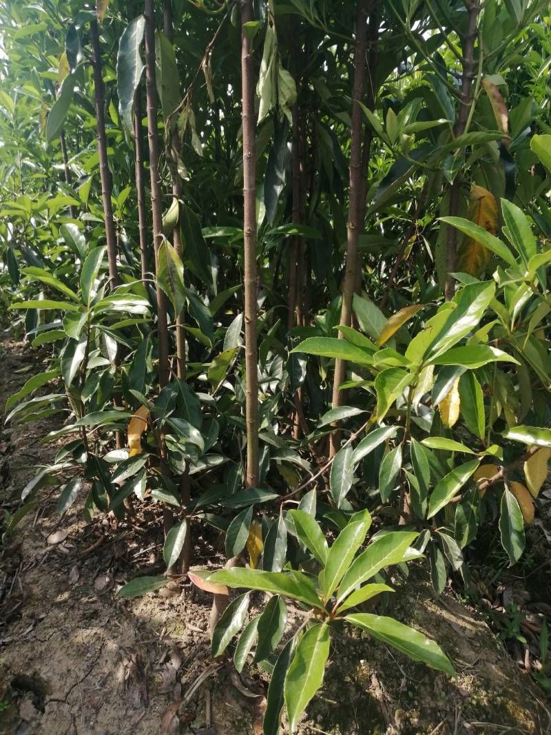法国冬青珊瑚树，一手货源，产地直发，各种规格
