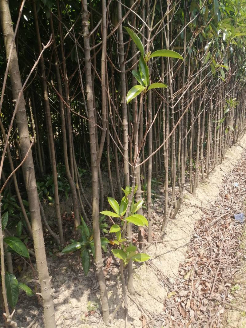 法国冬青珊瑚树，一手货源，产地直发，各种规格