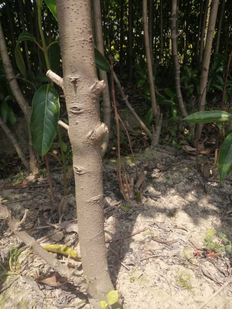 法国冬青珊瑚树，一手货源，产地直发，各种规格