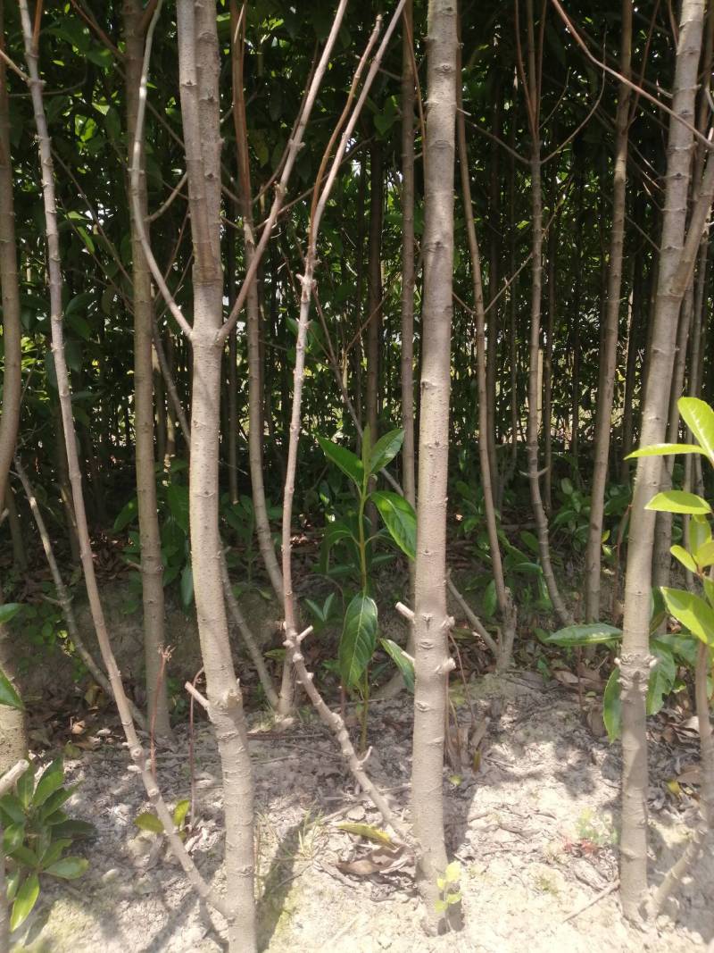 法国冬青珊瑚树，一手货源，产地直发，各种规格