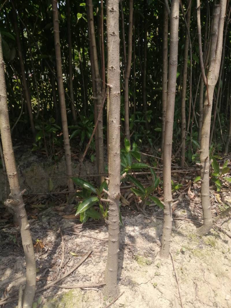 法国冬青珊瑚树，一手货源，产地直发，各种规格