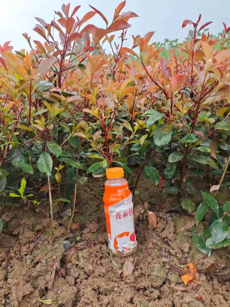 红叶石楠地被植物基地直销