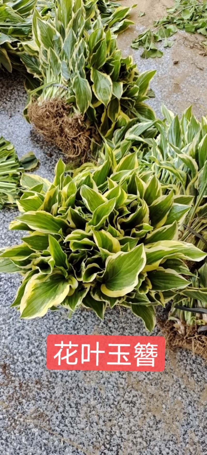 玉簪苗青叶玉簪苗花叶玉簪苗金叶玉簪苗花边玉簪苗！