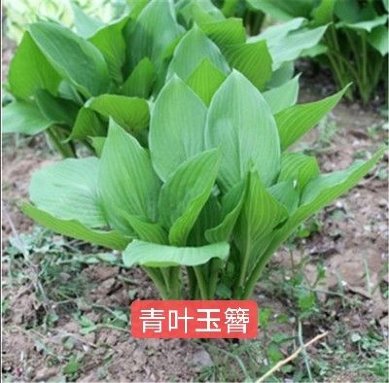 玉簪苗青叶玉簪苗花叶玉簪苗金叶玉簪苗花边玉簪苗！