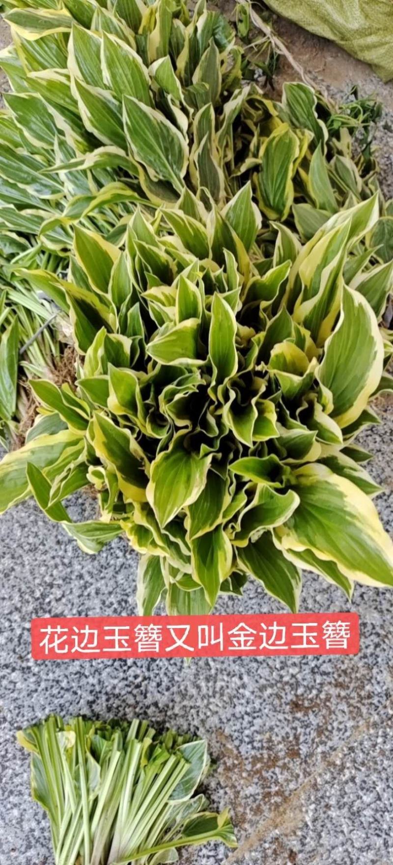 玉簪苗青叶玉簪苗花叶玉簪苗金叶玉簪苗花边玉簪苗！