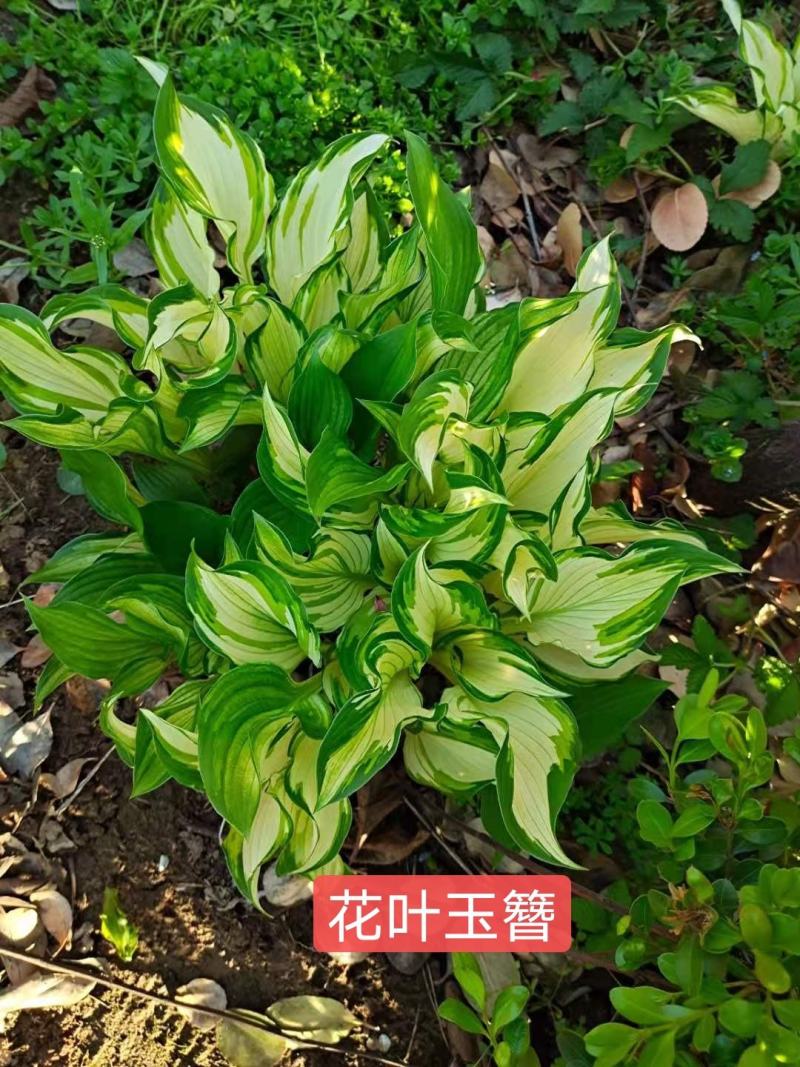 玉簪苗青叶玉簪苗花叶玉簪苗金叶玉簪苗花边玉簪苗！