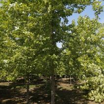 8公分-14公分元宝枫美国红枫秋火工程苗绿化用树保定出售