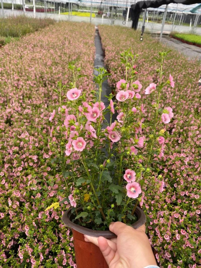 小花木槿/360天开花神器/多年生乔灌木/