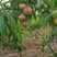 油桃，千年红，金雷，518-.百亩预售，产地直销，