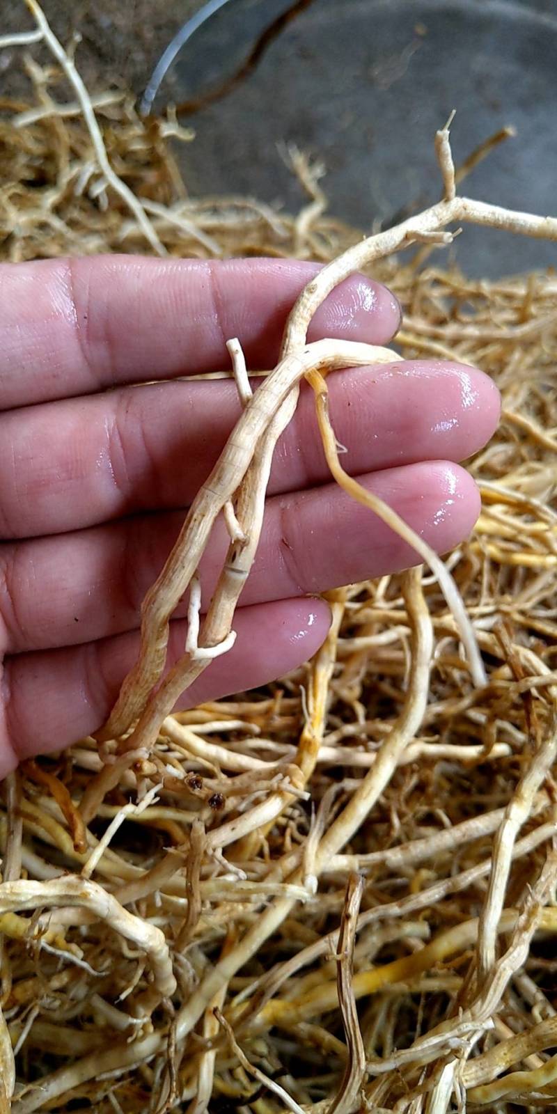 牛尾菜干货，水洗晒干无泥沙无发霉