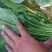 山西大叶菠菜24～28