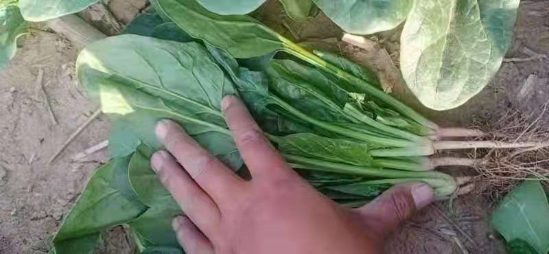 山西大叶菠菜24～28