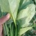 山西大叶菠菜24～28