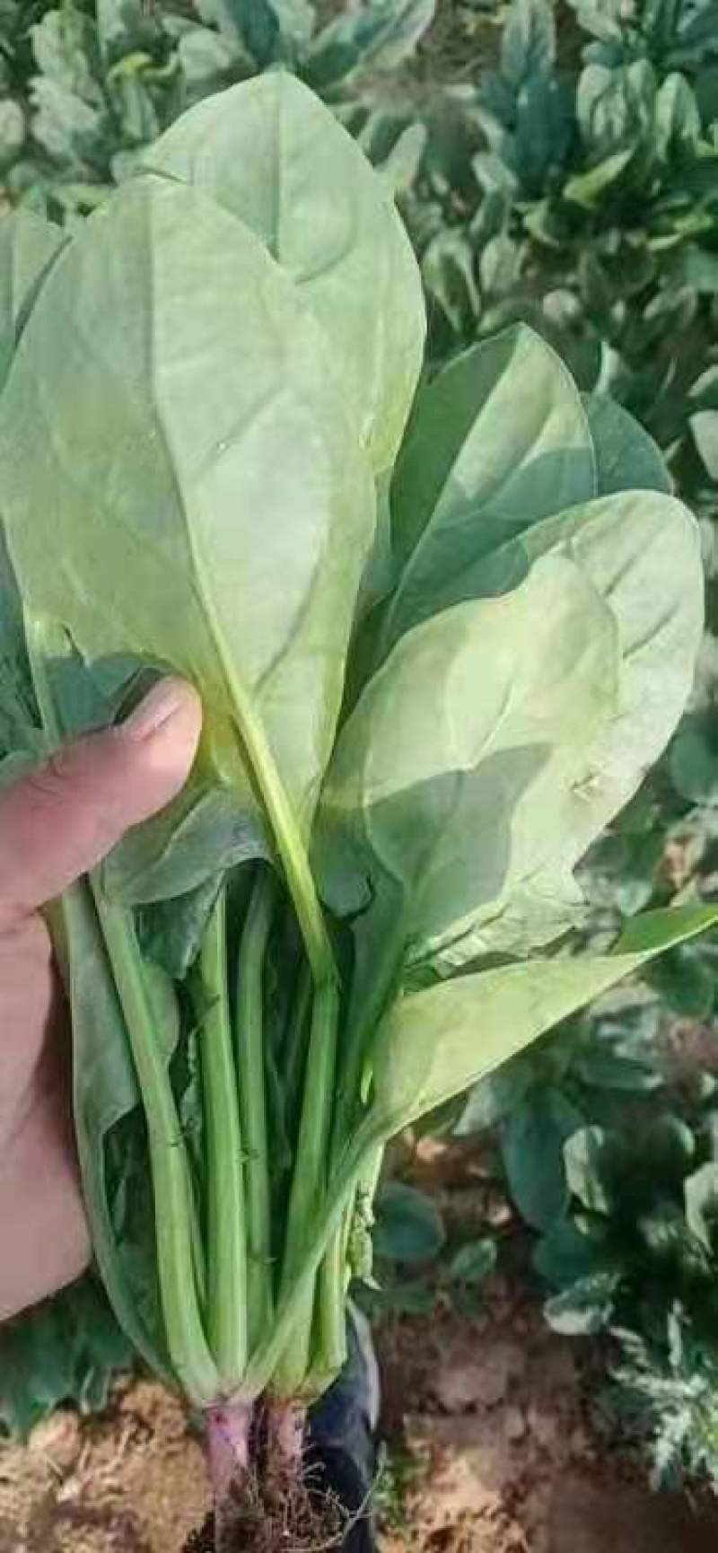 山西大叶菠菜24～28