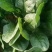 山西大叶菠菜24～28
