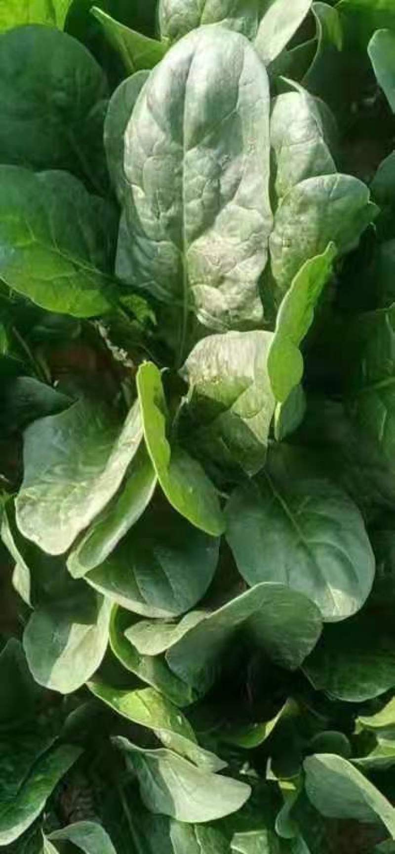 山西大叶菠菜24～28