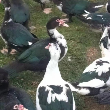 黑番鸭