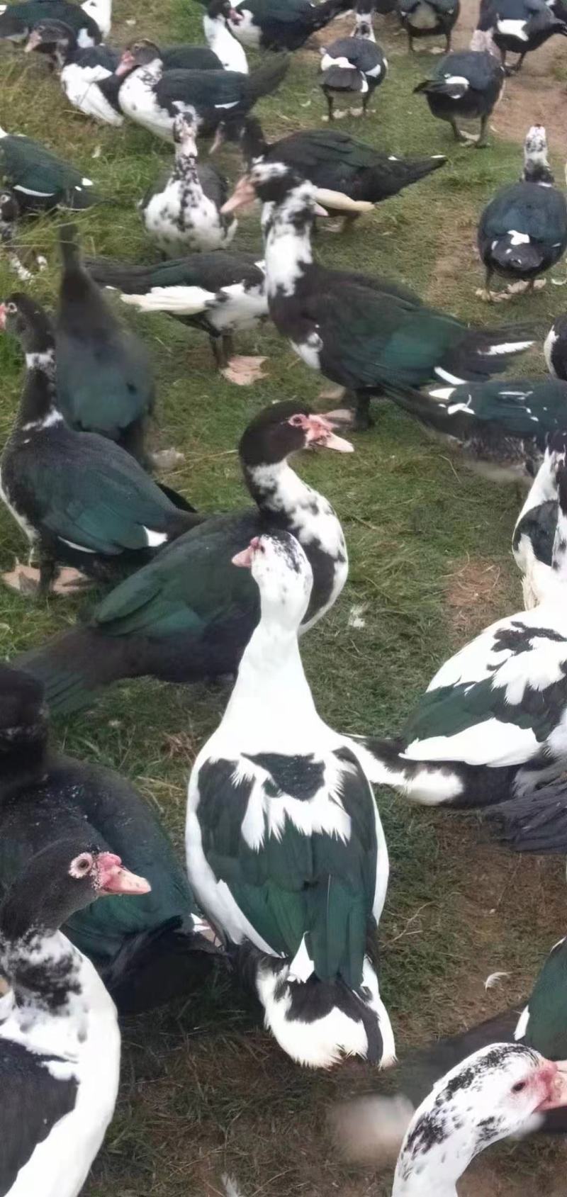 黑番鸭