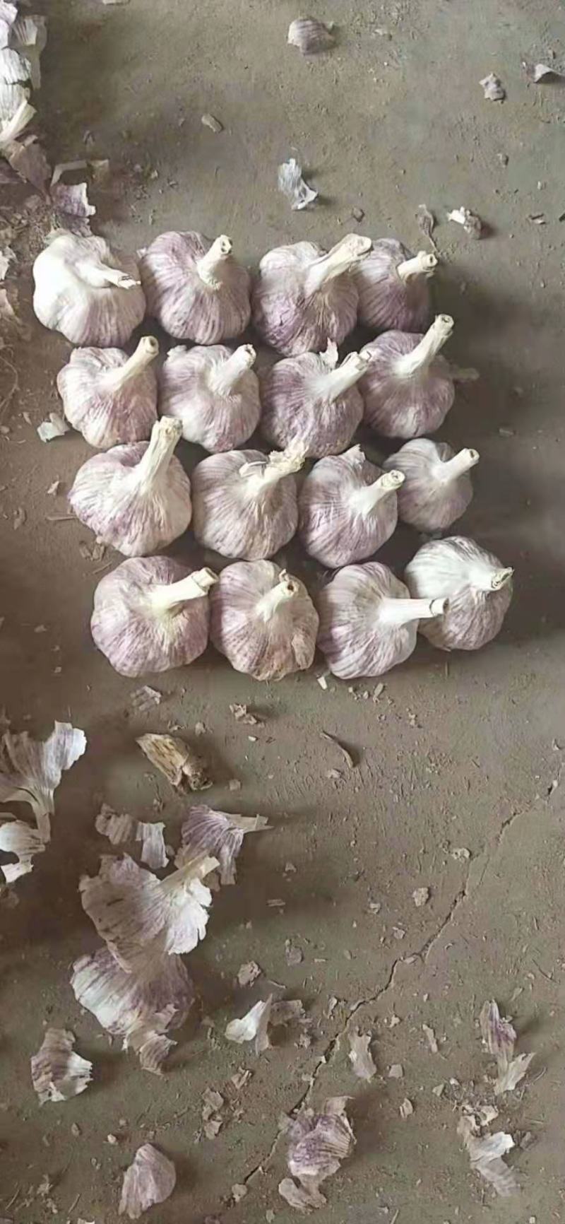 紫皮蒜优选鲜，产地现挖蒜香蒜香辣味浓瓣粒饱满外观漂亮