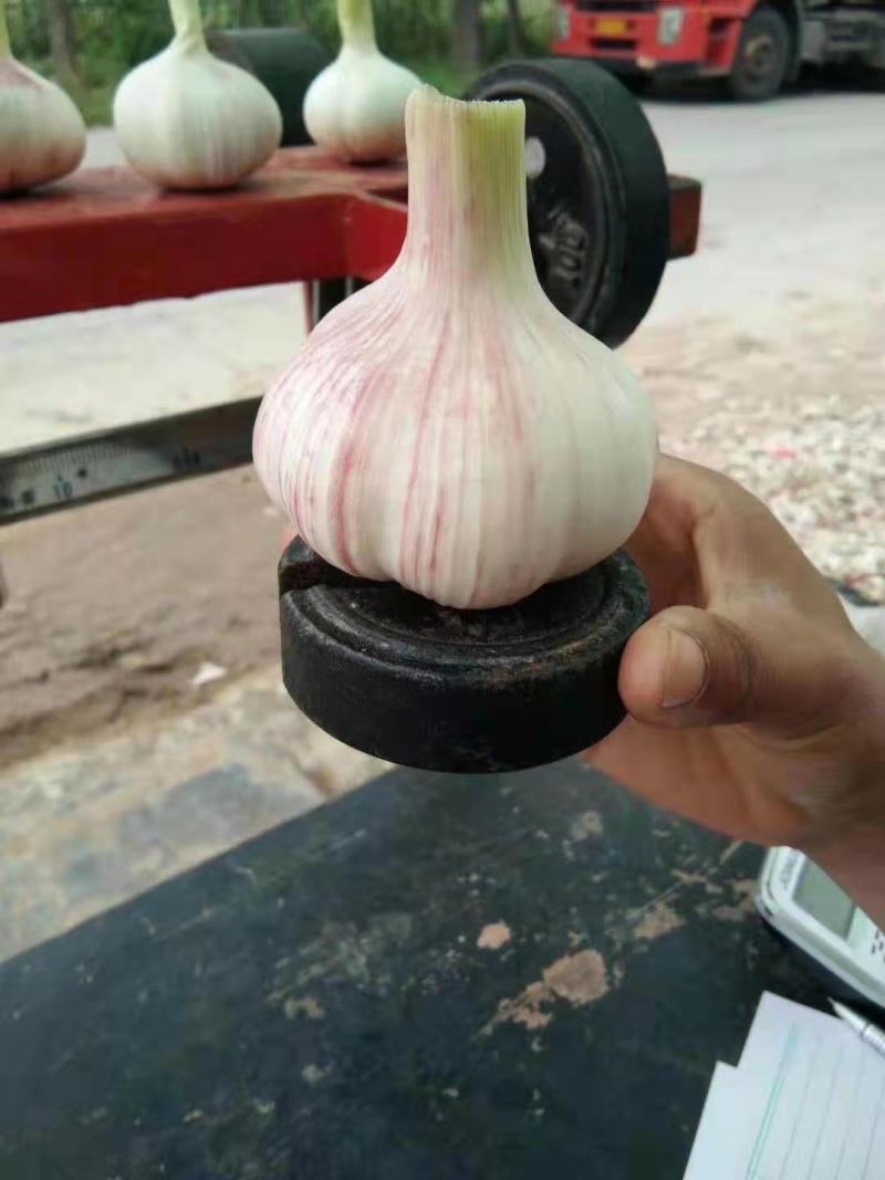 紫皮蒜优选鲜，产地现挖蒜香蒜香辣味浓瓣粒饱满外观漂亮