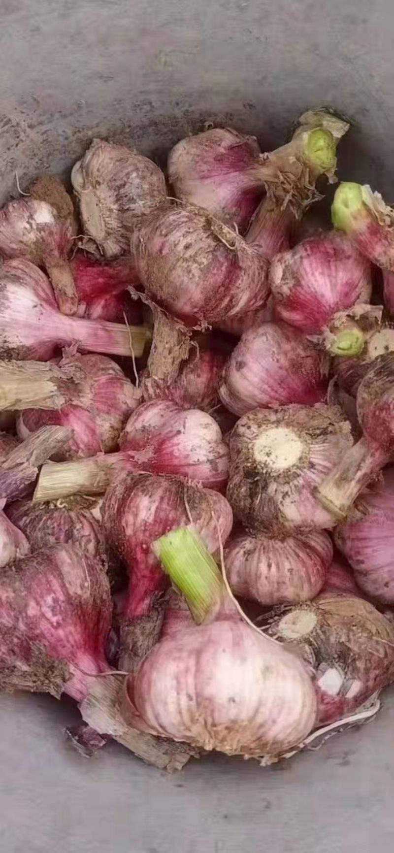 紫皮蒜优选鲜，产地现挖蒜香蒜香辣味浓瓣粒饱满外观漂亮