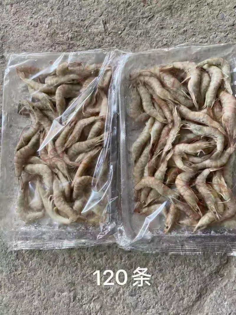 十板小毛虾厂家直销量大价优批发价