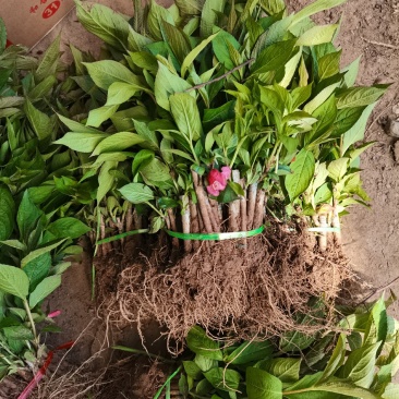 优质批发红王子锦带床苗红王子锦带小苗保鲜发货