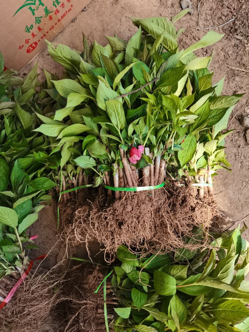 优质批发红王子锦带床苗红王子锦带小苗保鲜发货
