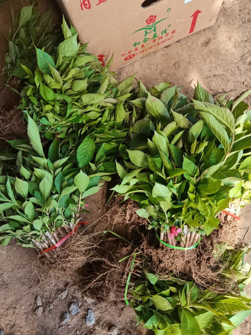 优质批发红王子锦带床苗红王子锦带小苗保鲜发货