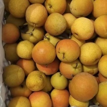 精品南果梨一手货源大量出售