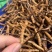 鲜虫草野生冬虫夏草我在产地严控品质产地直供