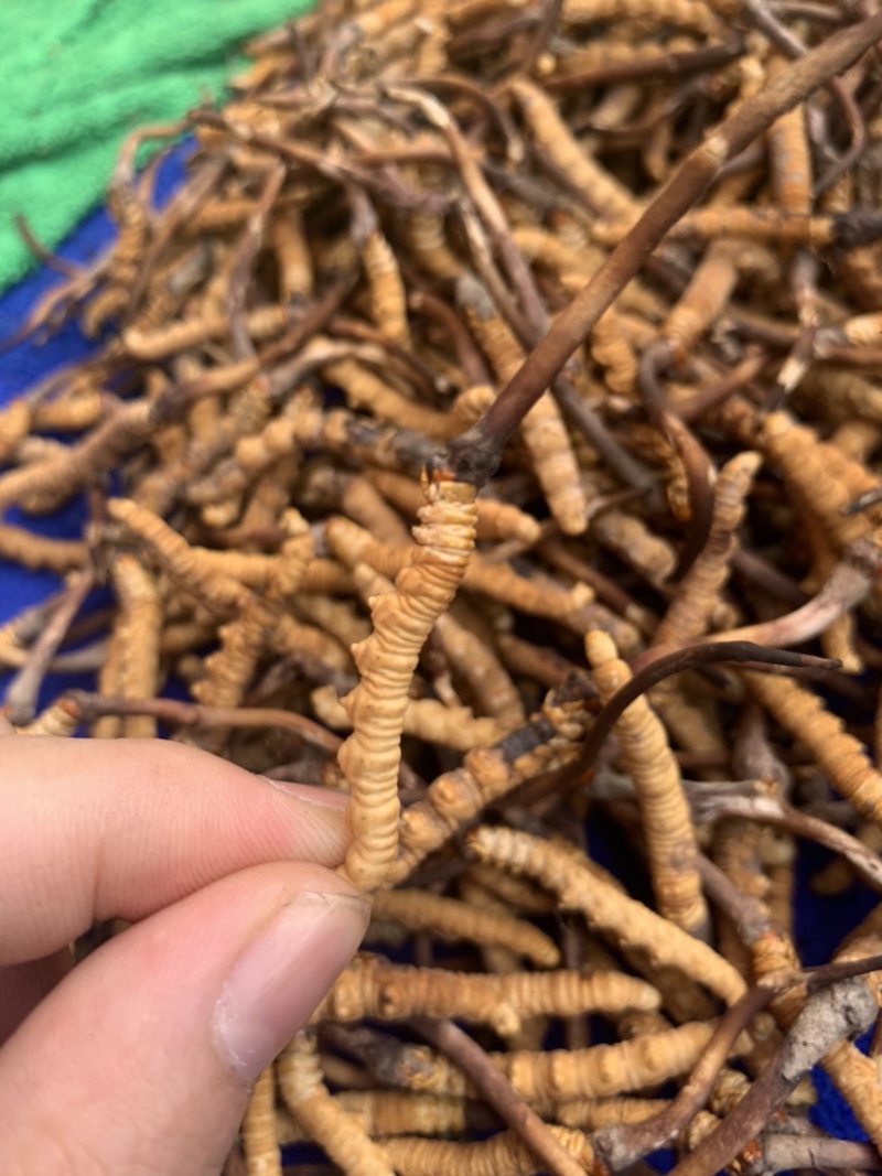 鲜虫草野生冬虫夏草我在产地严控品质产地直供