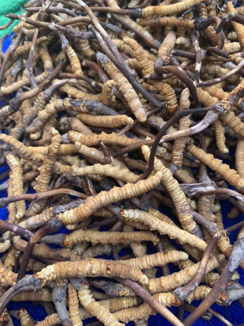 鲜虫草野生冬虫夏草我在产地严控品质产地直供