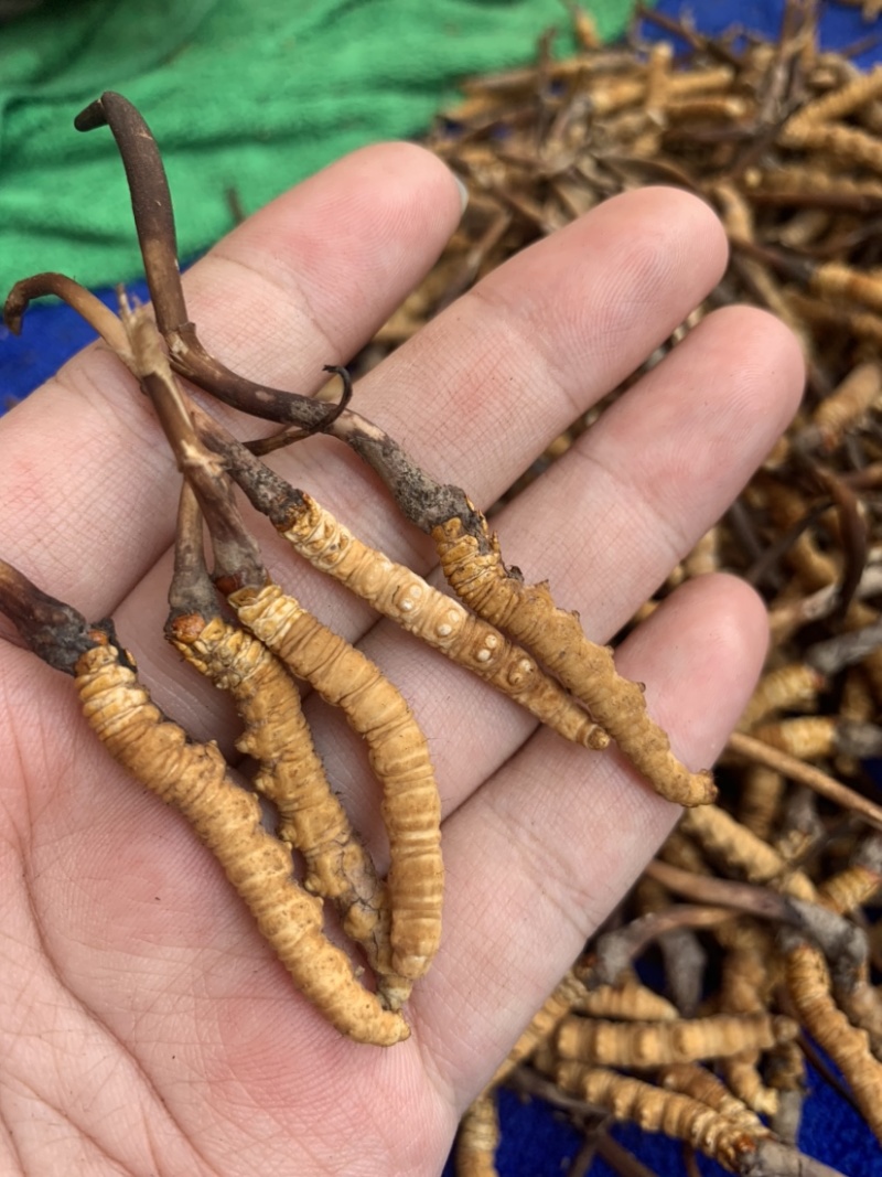 鲜虫草野生冬虫夏草我在产地严控品质产地直供