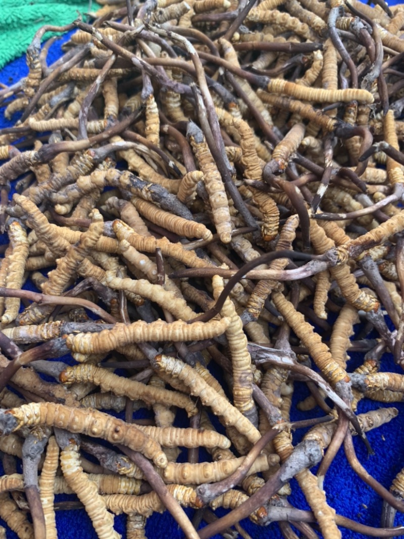 鲜虫草野生冬虫夏草我在产地严控品质产地直供