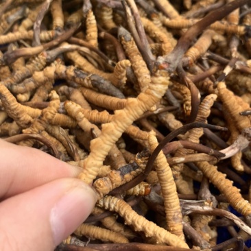 鲜虫草野生冬虫夏草我在产地严控品质产地直供