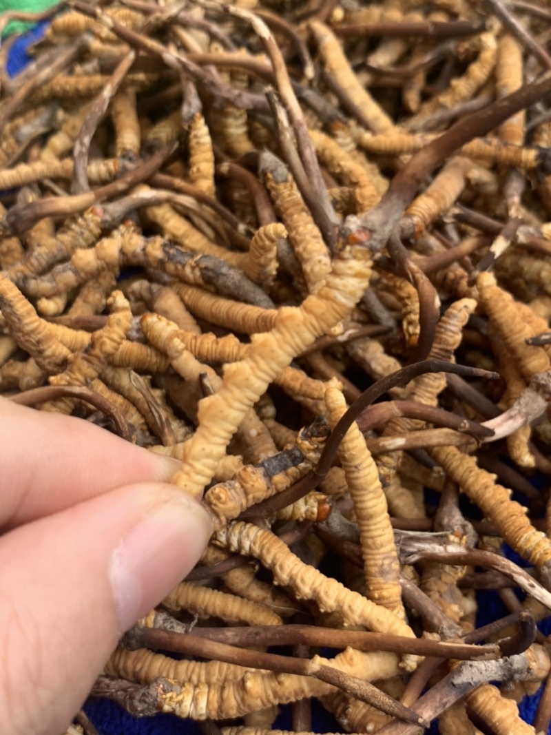 鲜虫草野生冬虫夏草我在产地严控品质产地直供