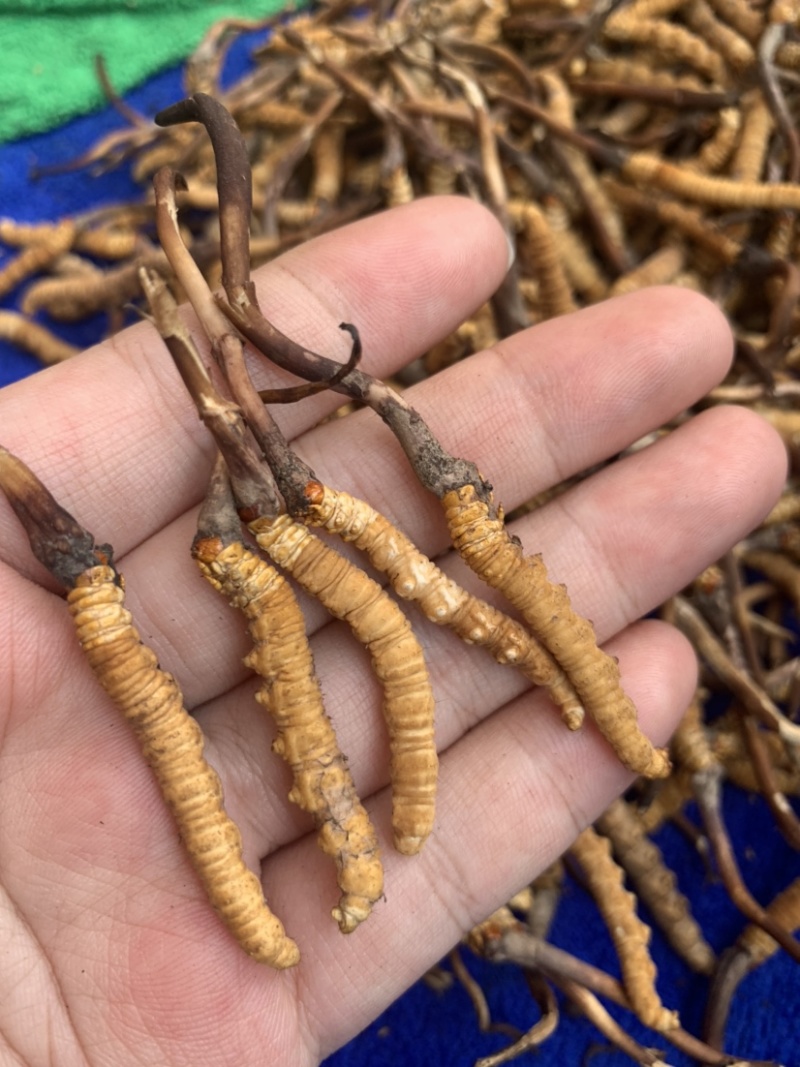 鲜虫草野生冬虫夏草我在产地严控品质产地直供