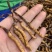 鲜虫草野生冬虫夏草我在产地严控品质产地直供