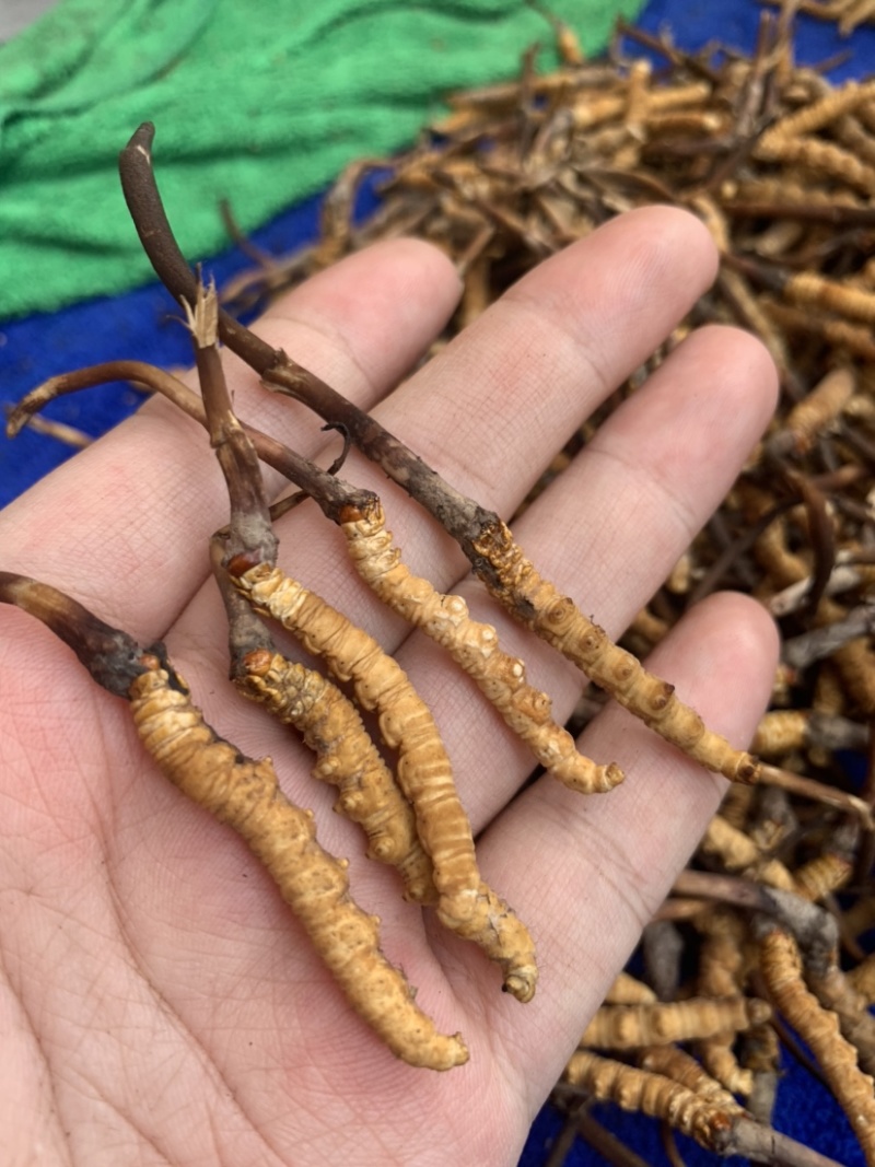 鲜虫草野生冬虫夏草我在产地严控品质产地直供
