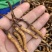 鲜虫草野生冬虫夏草我在产地严控品质产地直供
