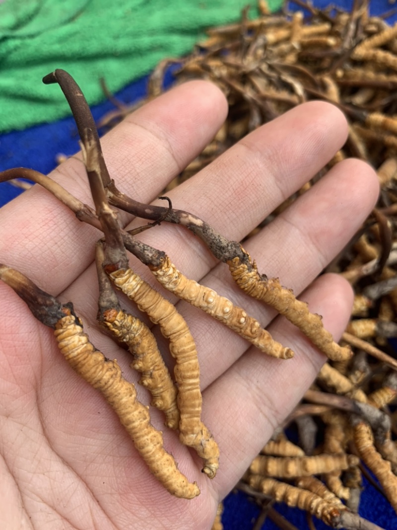 鲜虫草野生冬虫夏草我在产地严控品质产地直供