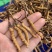 鲜虫草野生冬虫夏草我在产地严控品质产地直供