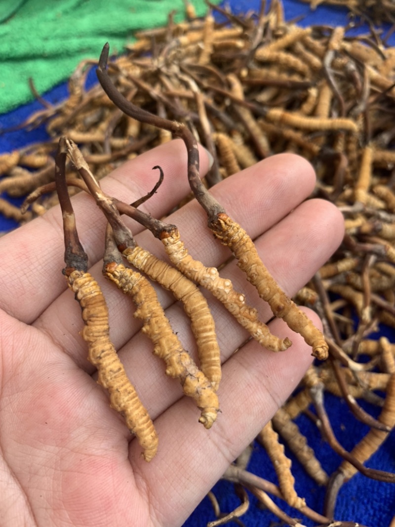 鲜虫草野生冬虫夏草我在产地严控品质产地直供