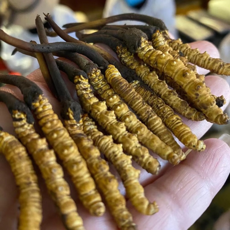 鲜虫草野生冬虫夏草我在产地严控品质产地直供