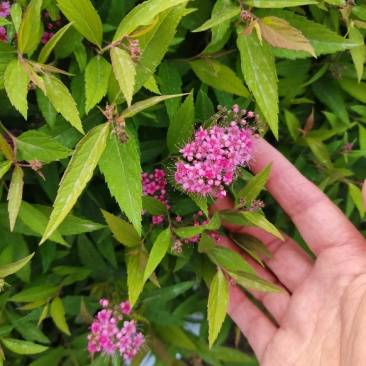 优质批发绣线菊小苗绣线菊床苗根系好保鲜发货