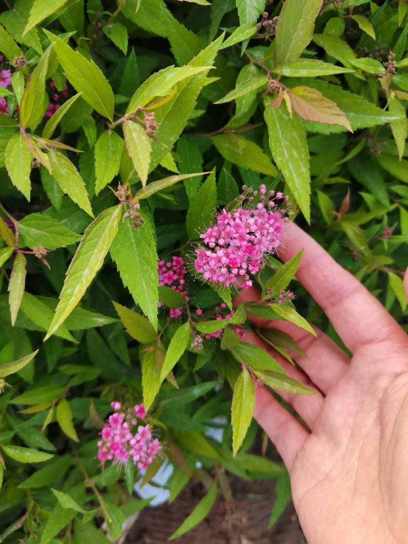 优质批发绣线菊小苗绣线菊床苗根系好保鲜发货