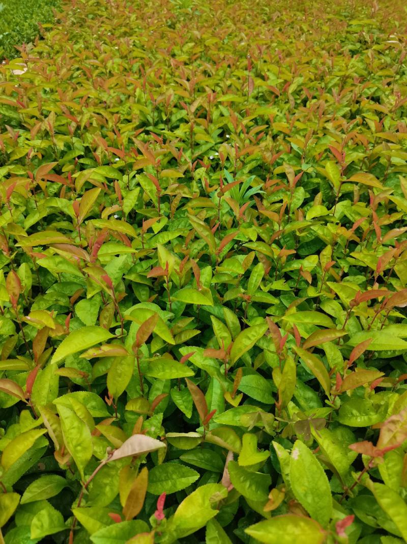 优质批发绣线菊小苗绣线菊床苗根系好保鲜发货